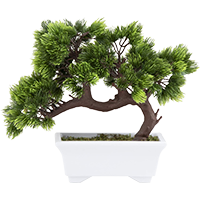 bonsai tree for mini zen garden