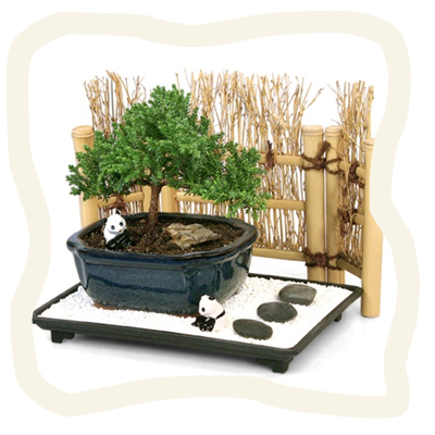 mini zen garden with bonsai